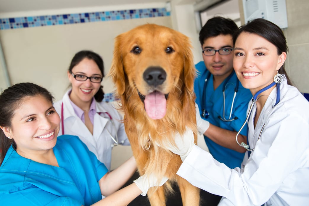 Group of Doctors at the Vet